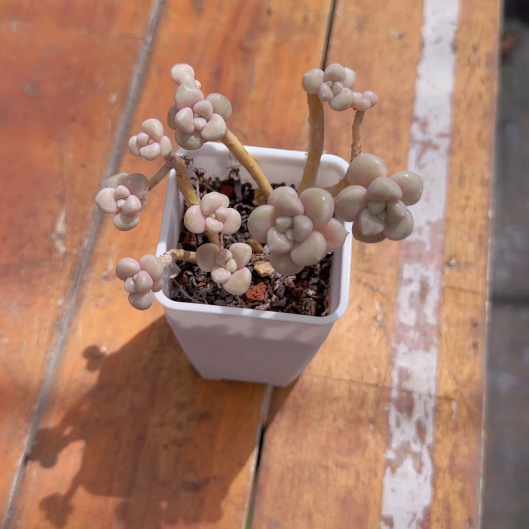 姬秋丽老桩一物一拍