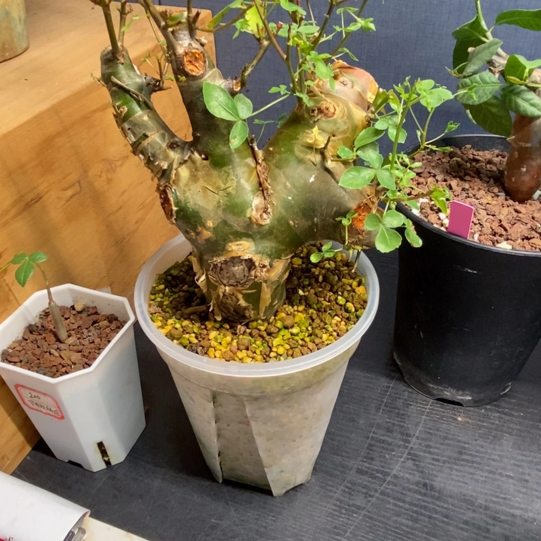 又***木安哥拉绿皮没药产地