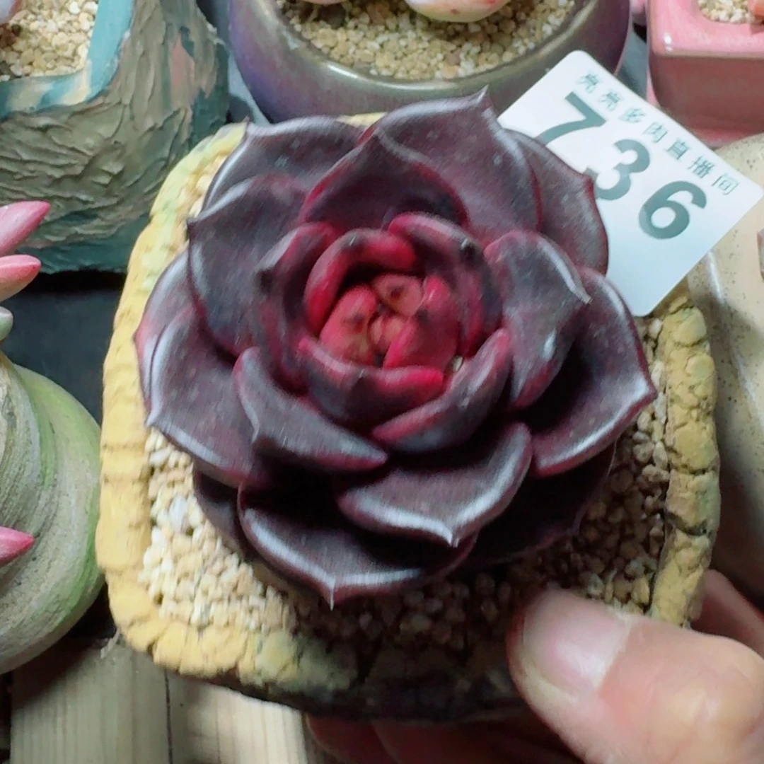 黑桃KA      愿你一路坦途，乘风破浪展宏图