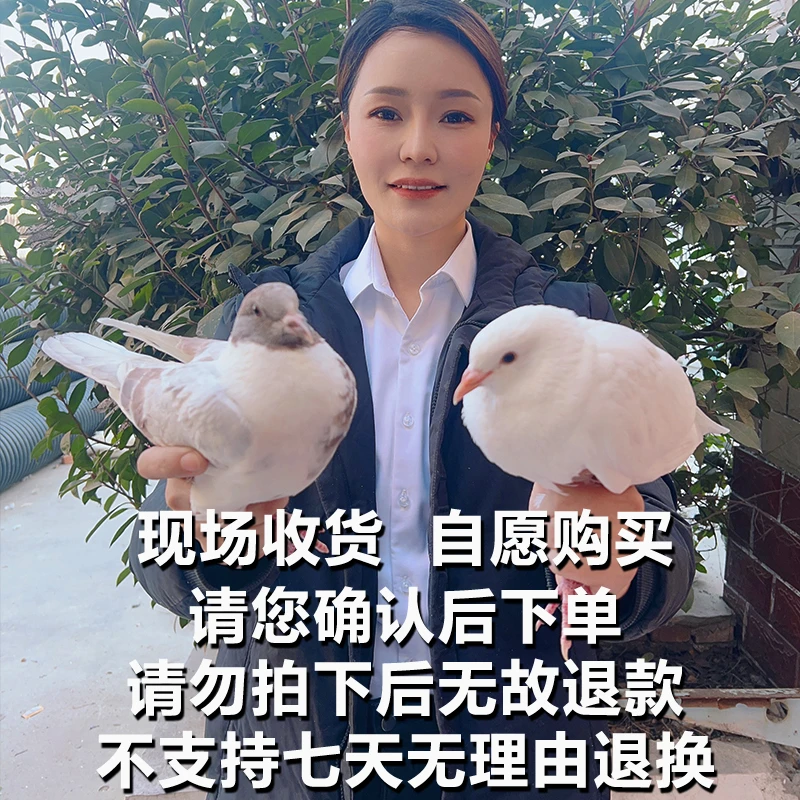 【助农现场称重】鸽子村民自产自愿购买 河南农村土特产