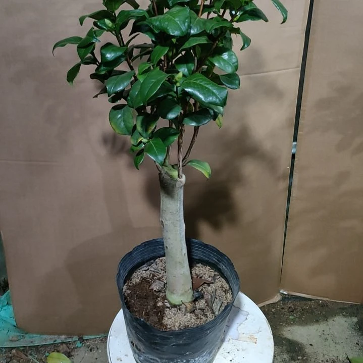 352魔术师，原盆原土发货，不包邮