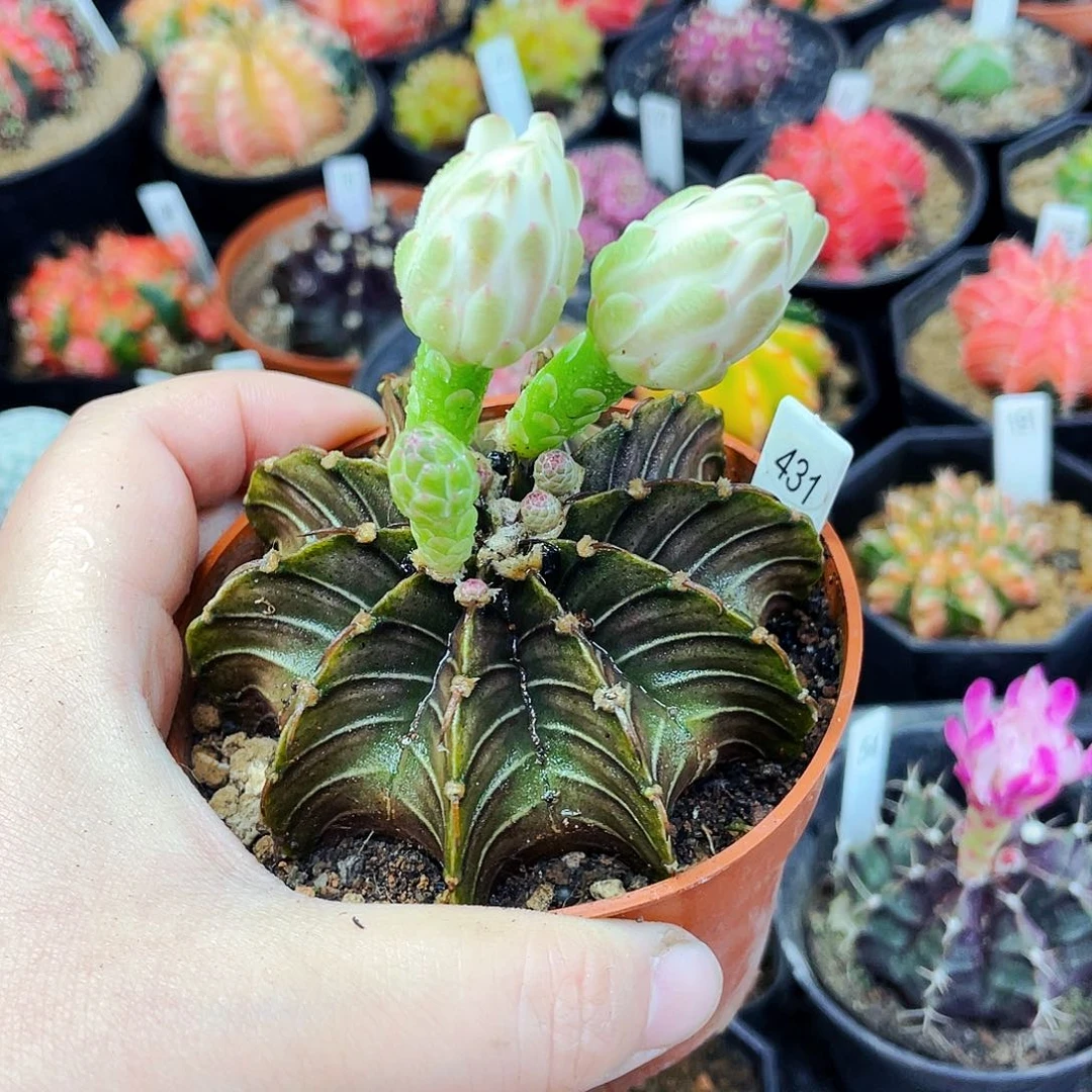 非偏远地区满25包邮仙人球裸根