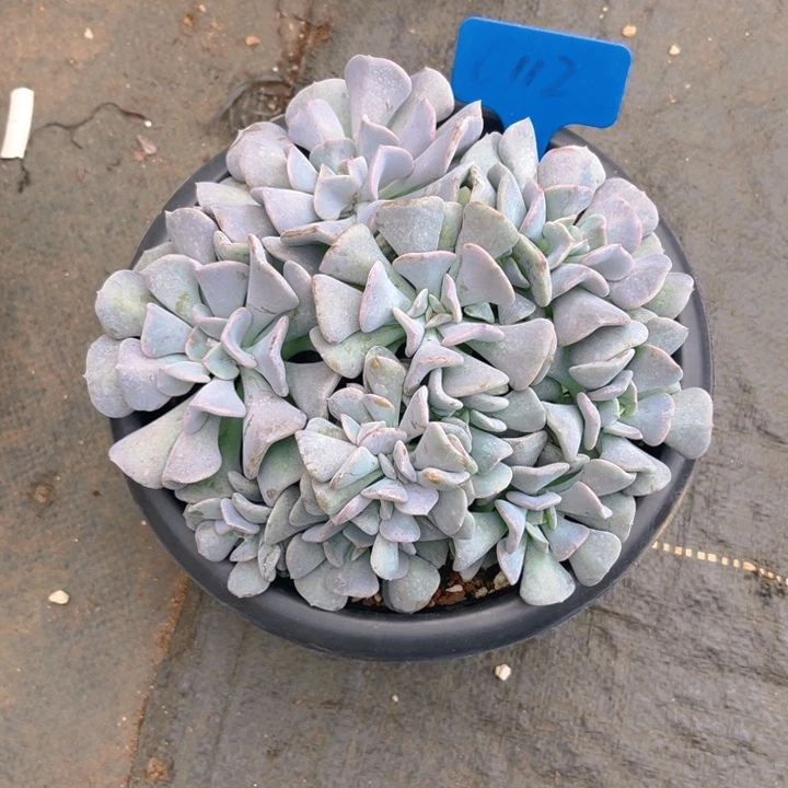 雪精灵多肉植物0112