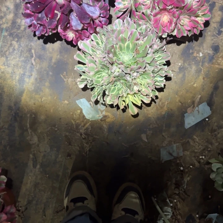 一单包邮不包侧枝53