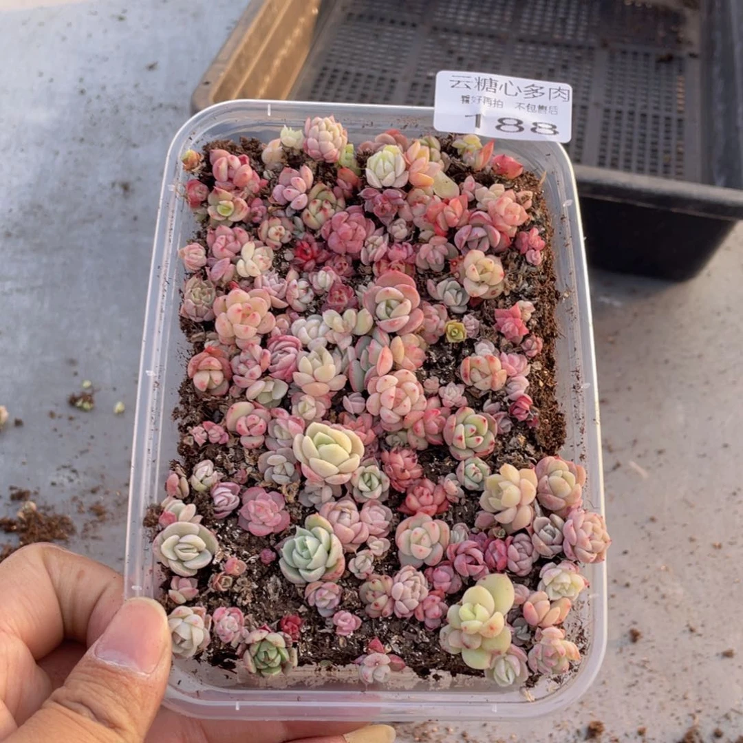 云糖心多肉植物188