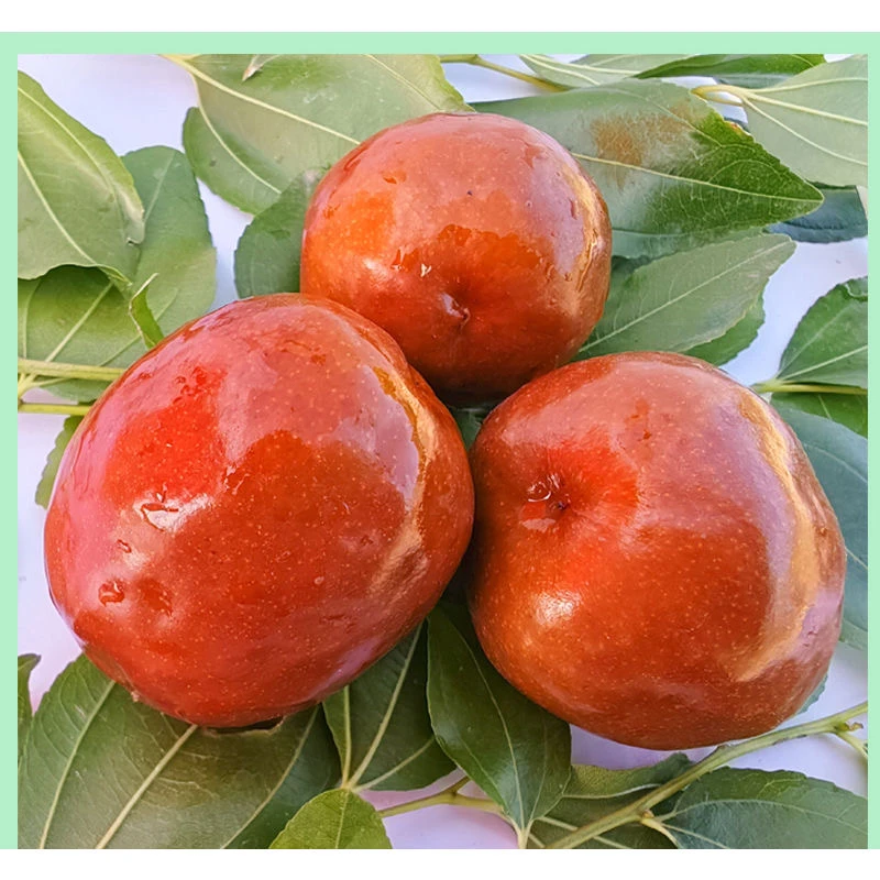 （辽宁省内专拍）辽宁朝阳特产金玲圆大枣脆甜可口现摘现发产地直邮