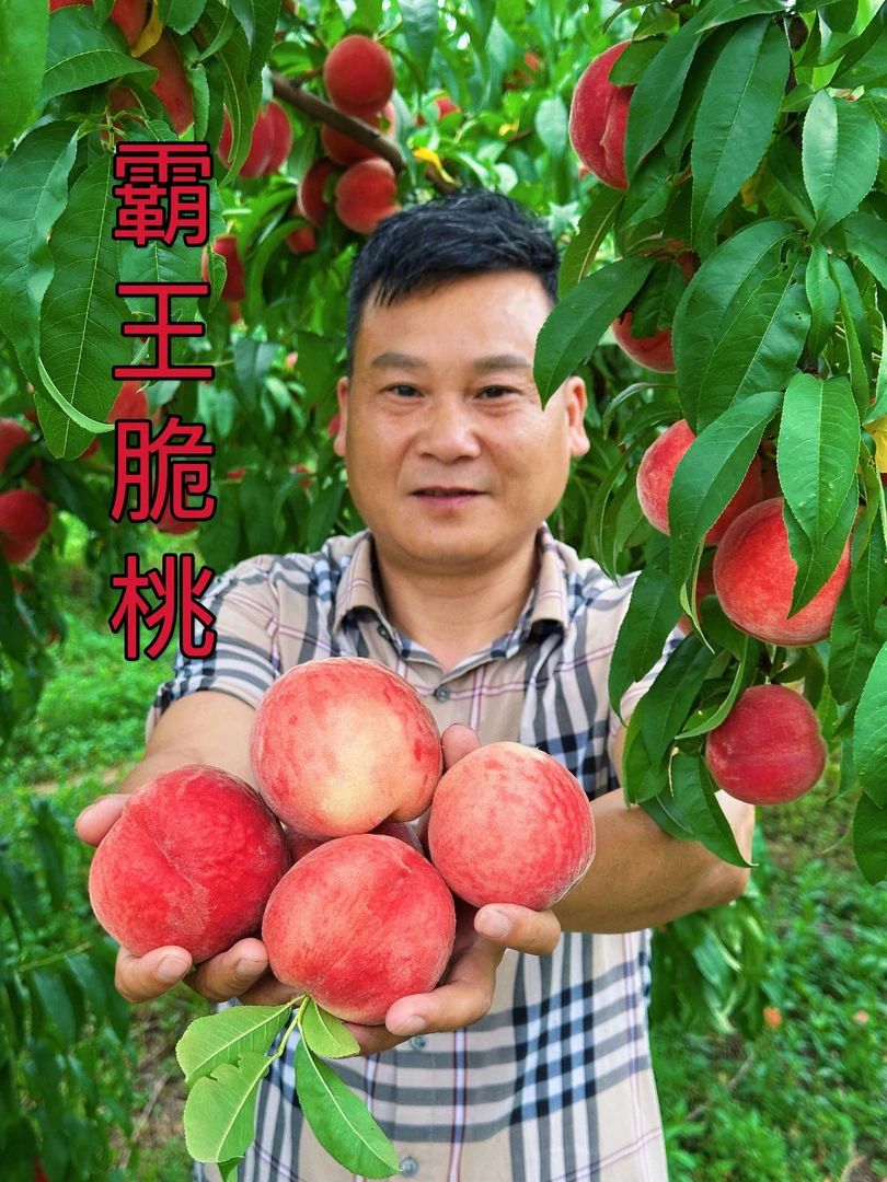 【杨刚子优选】固始本地新鲜现摘脆桃 霸王脆