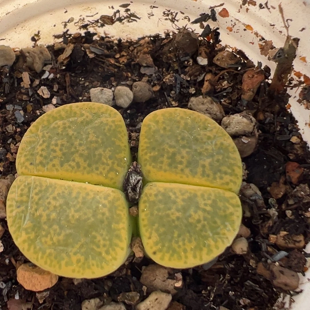 64多肉植物百科植物