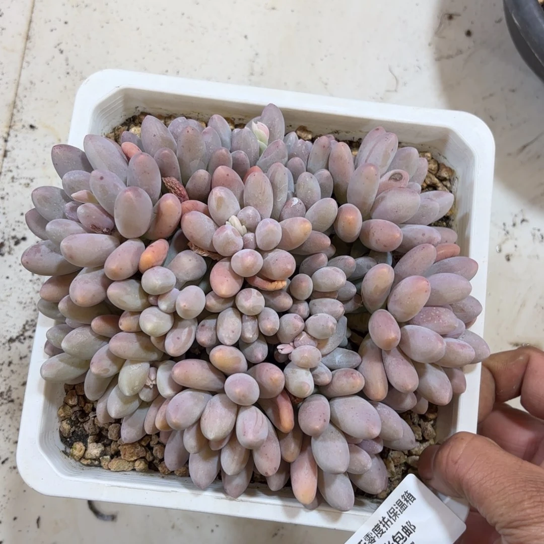 1675汤圆多肉植物