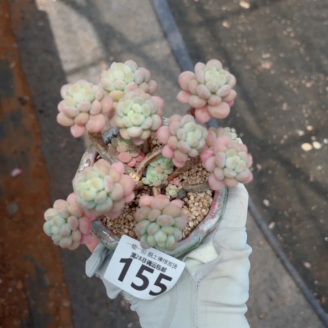 鱼子酱老桩多肉多肉多肉