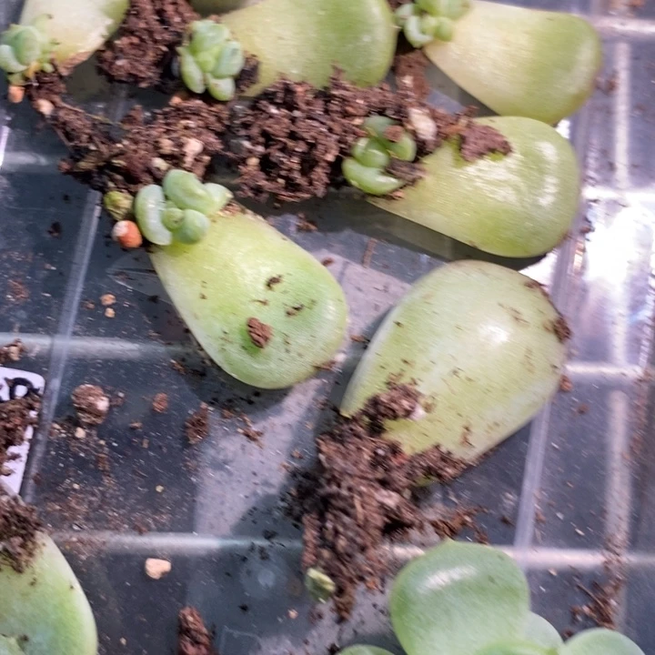 珍妮z108芽苗一个多肉
