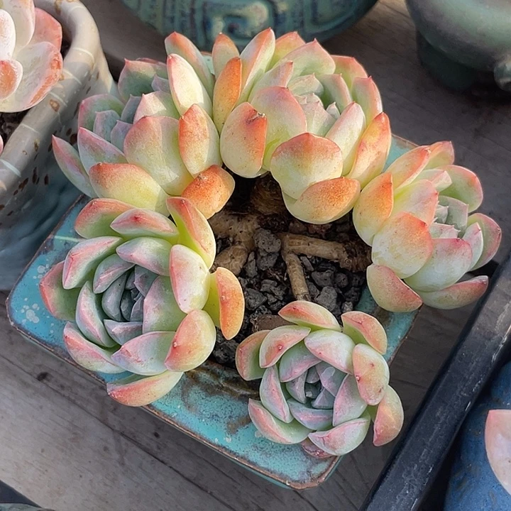 带盆价格多肉植物