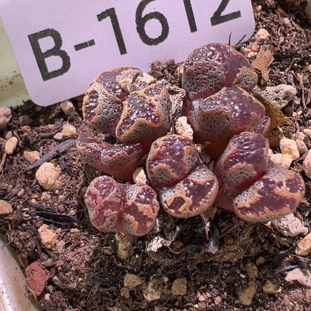多肉植物1111111111111