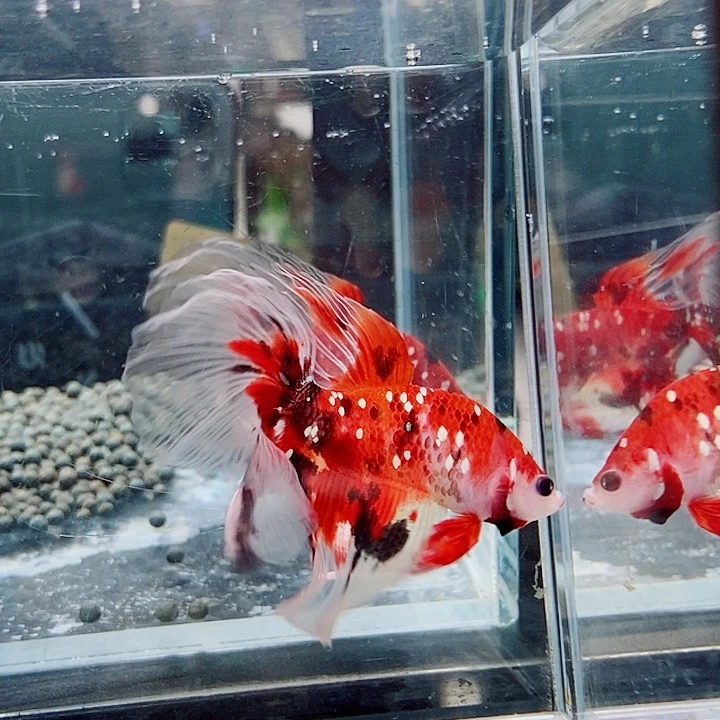 斗鱼黑138号巨斗半月