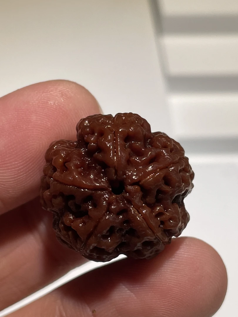 2025新籽【梁·繁花·五星梅花蜂窝】梅花蜂窝双龙