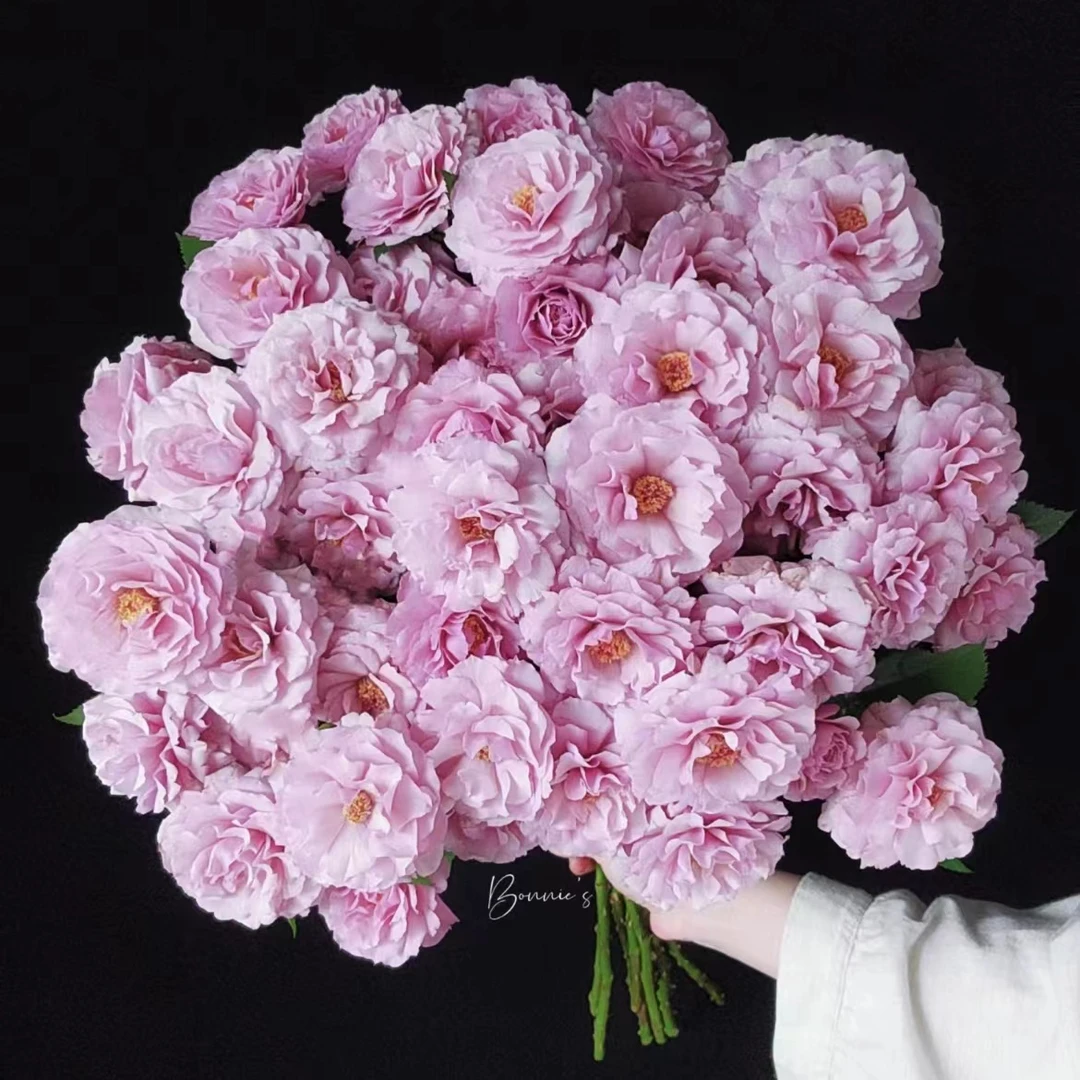 【思芹花卉|紫萝裙多头玫瑰】A级品牌玫瑰，云南基地直发顺丰冷链