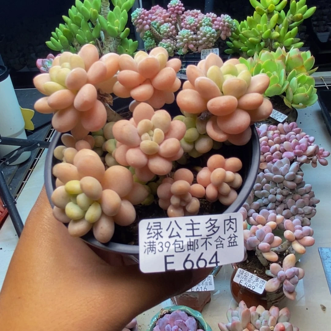 664洛可可多肉7c m