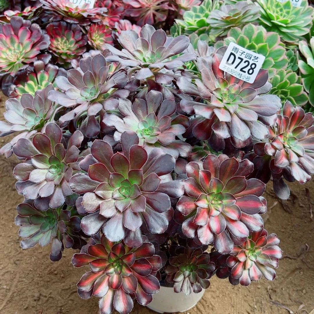 728晚霞雨子多肉植物