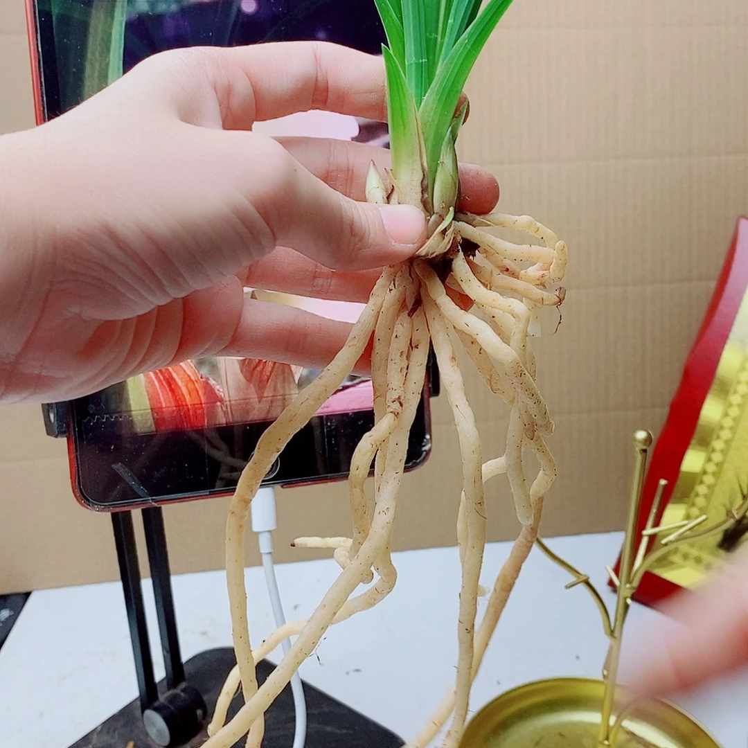 当前无花栽培后可以开花白