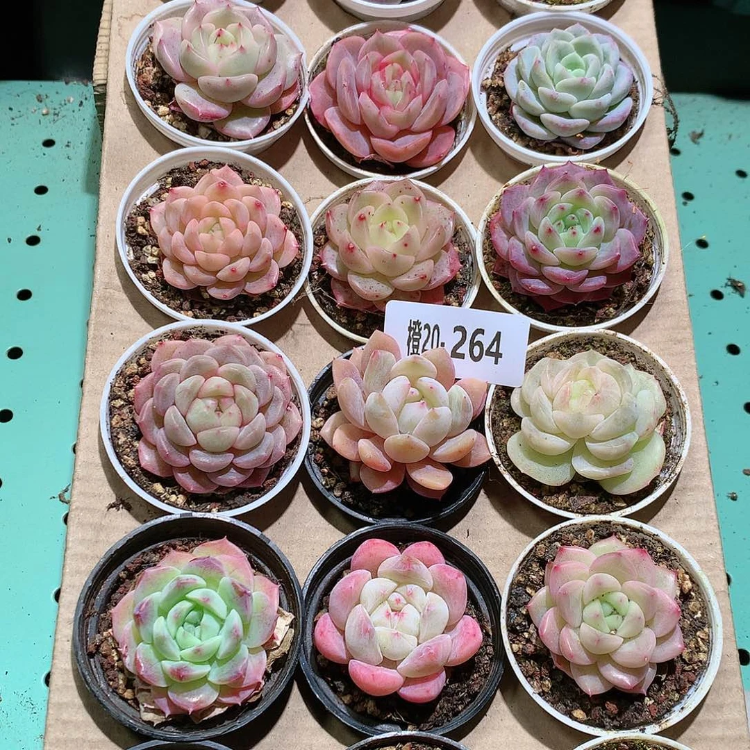 20-264一物一拍带盆18颗