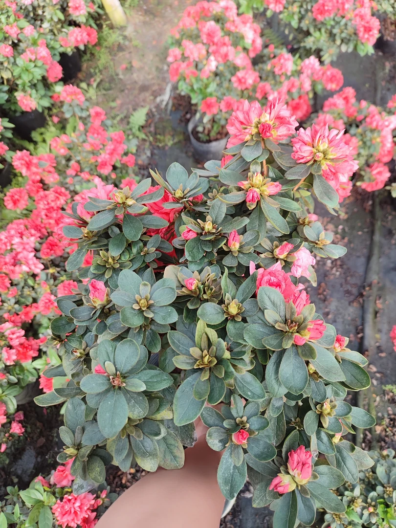 西洋杜鹃(丹东红）(230口径）大朵好养