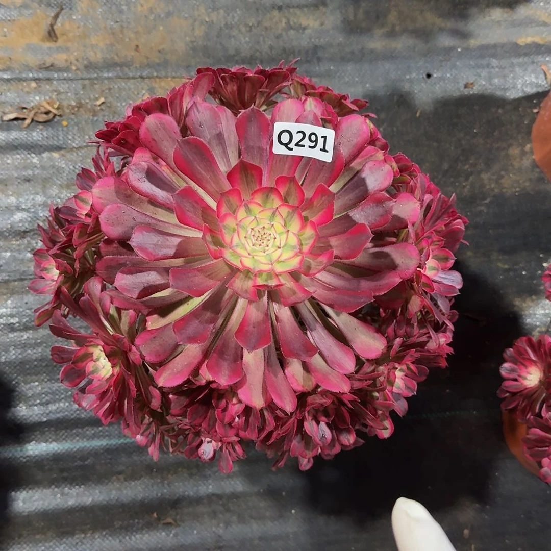 291红铜白44冠服28.30福利