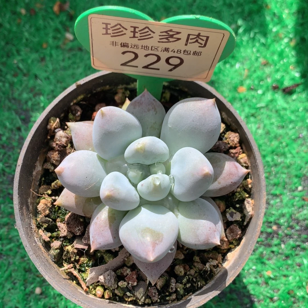哥特萝莉单头胖体229