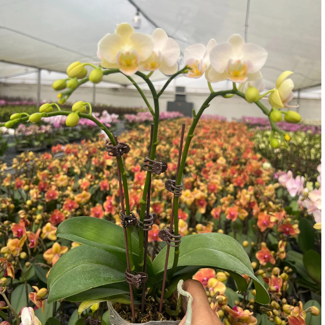 3花剑蝴蝶兰《嫦娥》爆花量 白色系 带花苞 基地直发