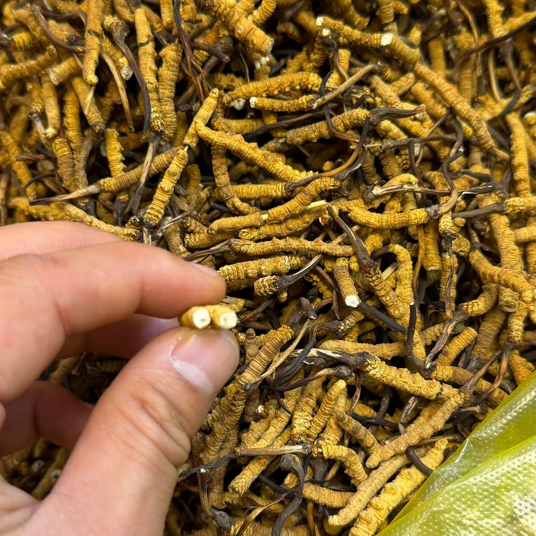 【冬虫夏草】自用中大断草 实收现卖 滋补佳品 根根高海拔