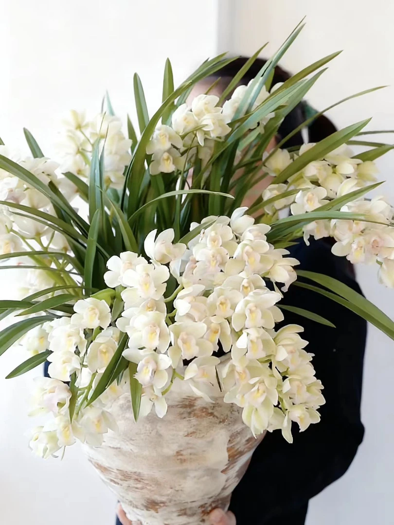 福利白玉香兰 （5支)  精致兰花耐寒好养室内 云南鲜花绿植