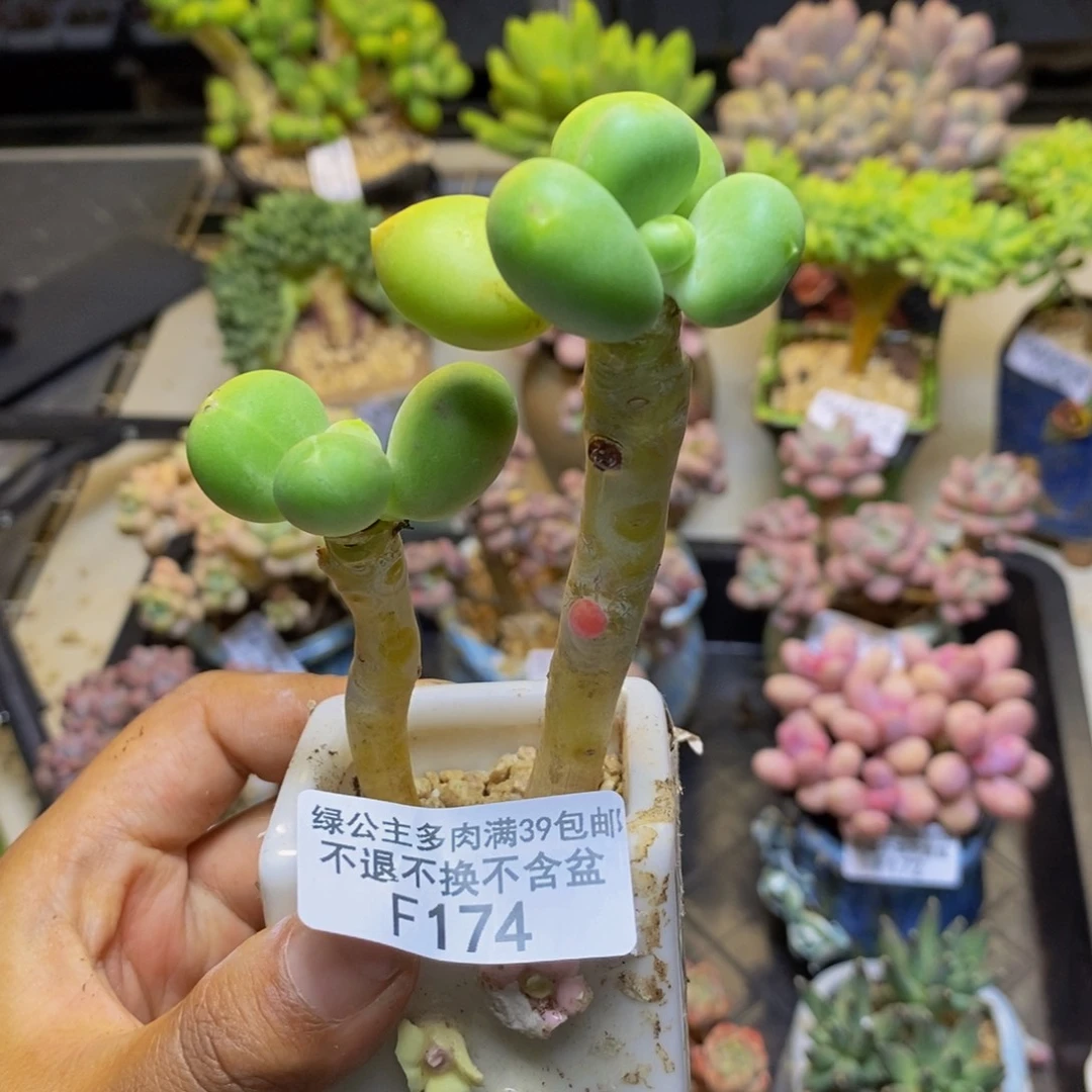 174金蟾芒果奶多肉5c m