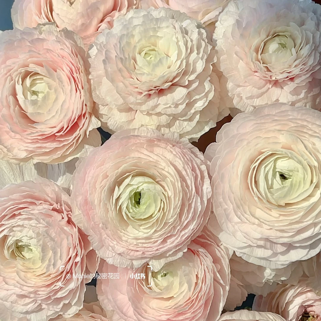 （洋牡丹）心跳回忆5支！三件顺丰空运20%不售后