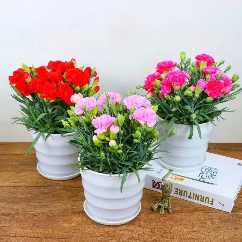 【带花苞】四季开花康乃馨盆栽花卉苗阳台庭院客厅绿植好养母亲节