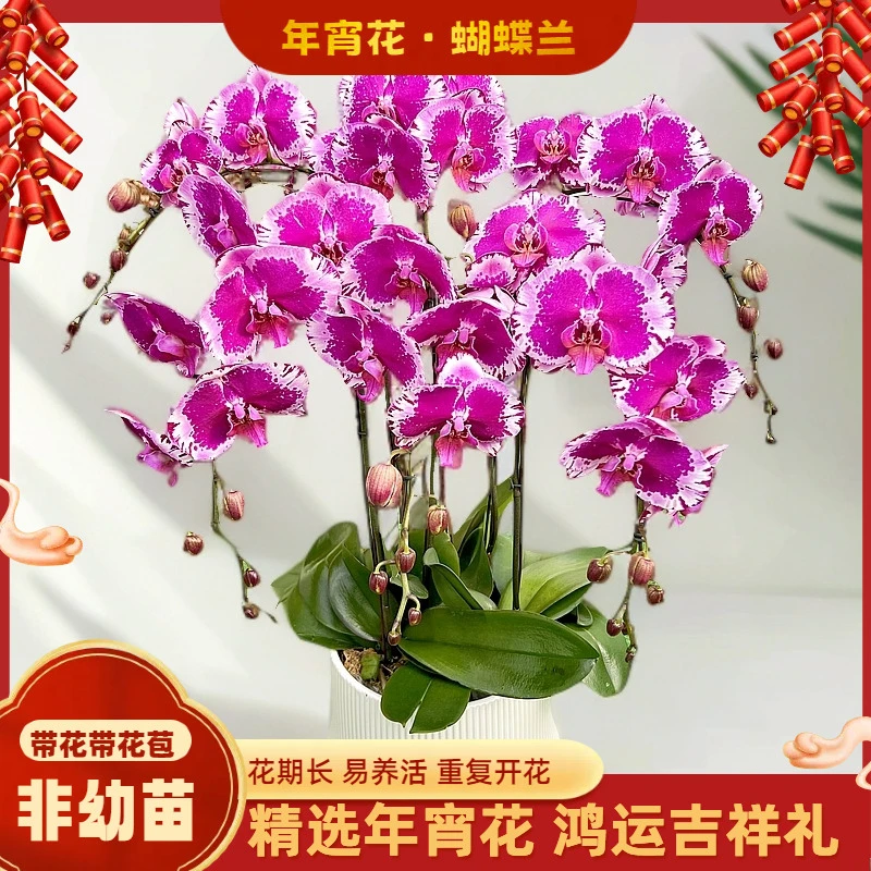 【五星上将】-梦茜儿的花坊-3.8寸大苗情好养耐养花卉盆栽蝴蝶兰