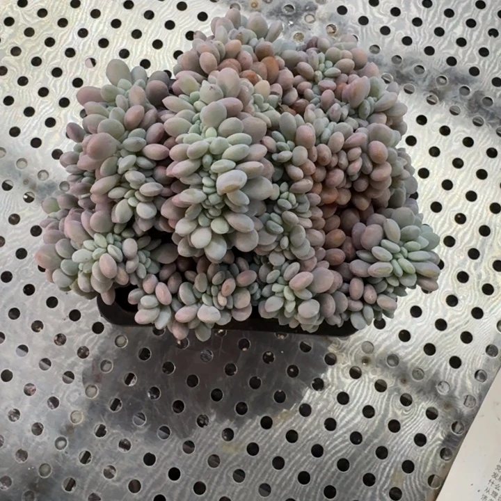 ′***°粉兔缀化盘龙城国际