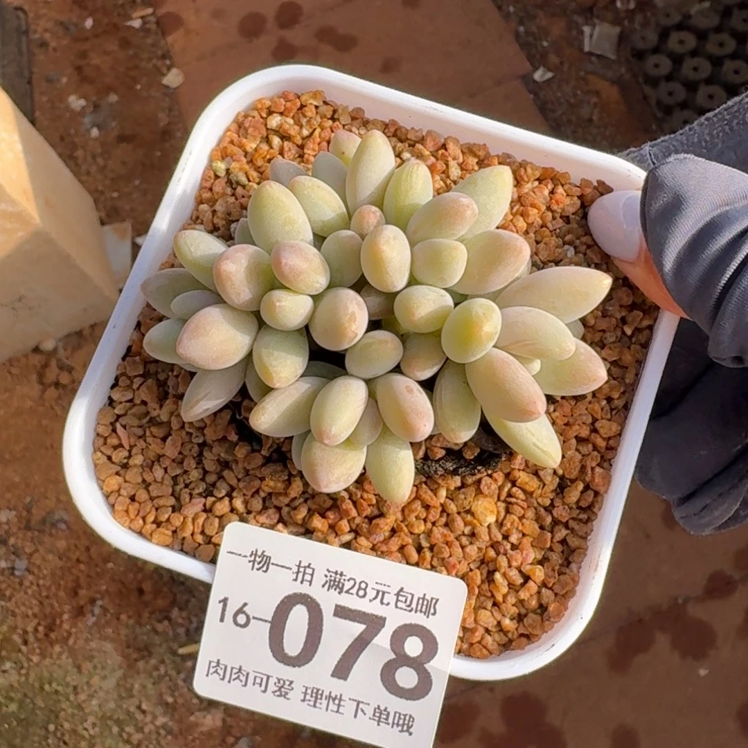 白兰地无盆土发货无