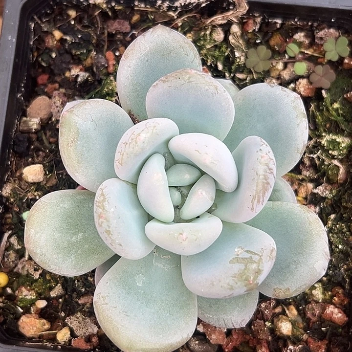 刚果系列美人特价一物一拍