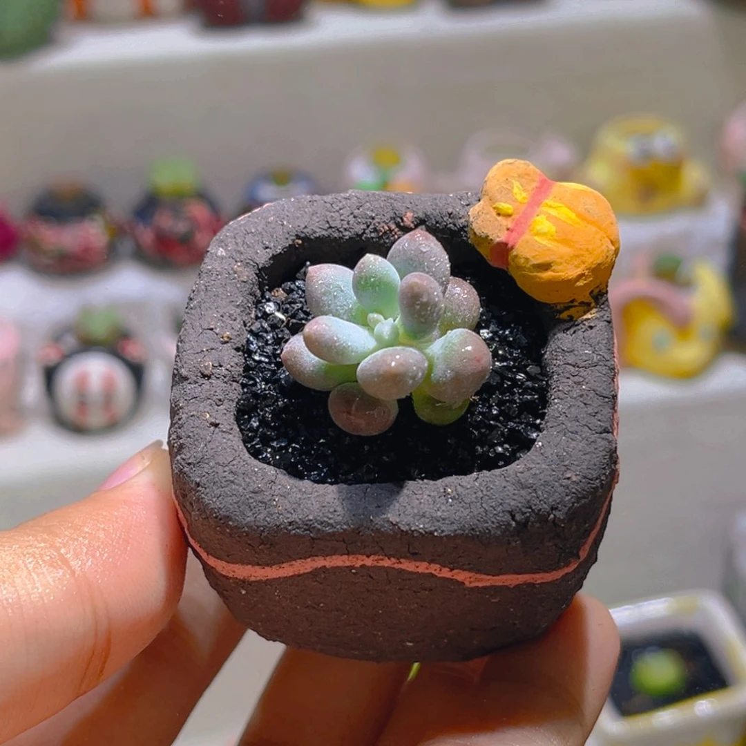 033草莓汤圆带盆带土手工盆