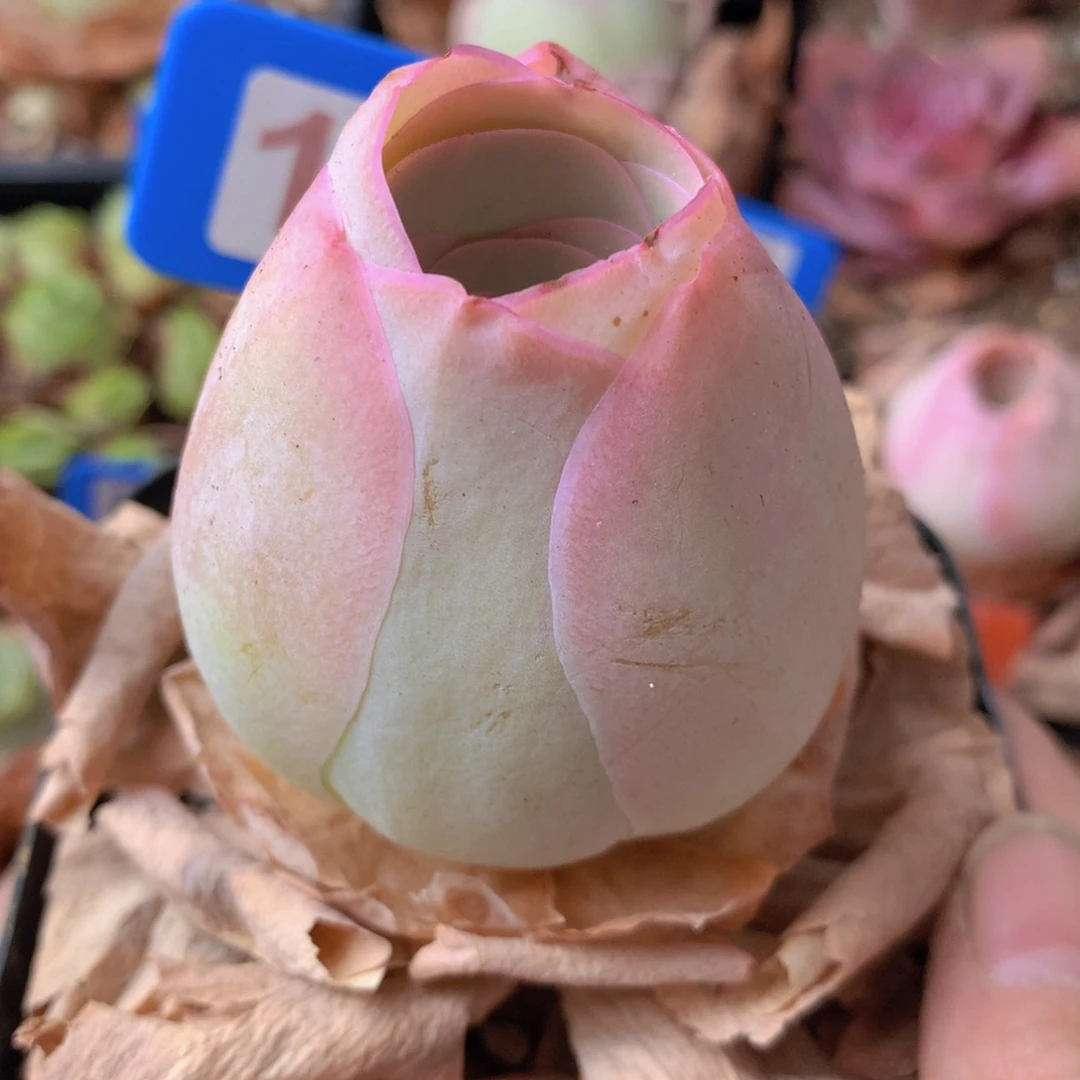 一物一拍星辰福利187