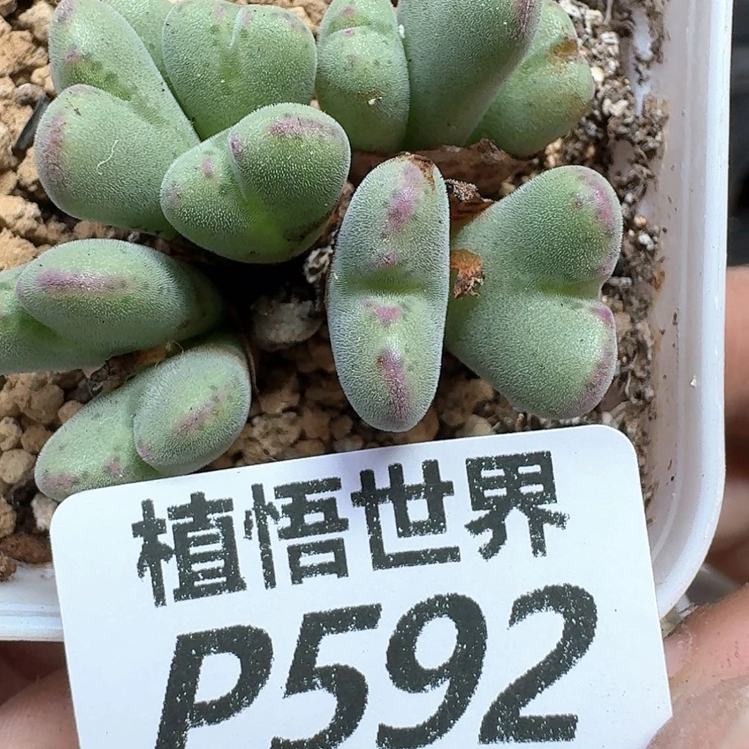 多肉植物的人啊地方