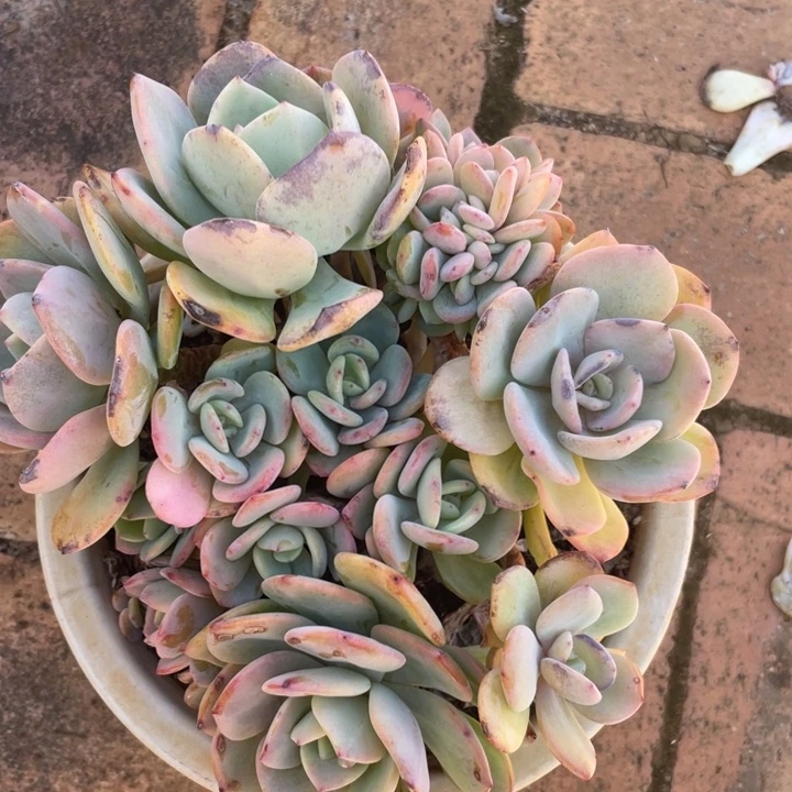 14头带缀，整桩无砍，白月光