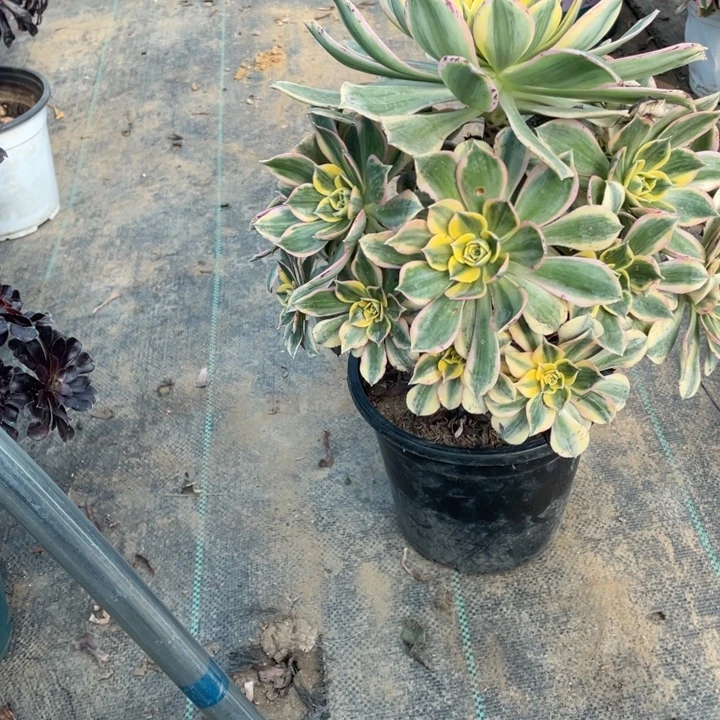 12灿烂多肉多肉植物多肉多肉