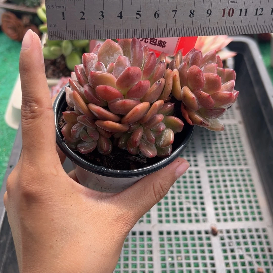 表妹精品多肉植物233.