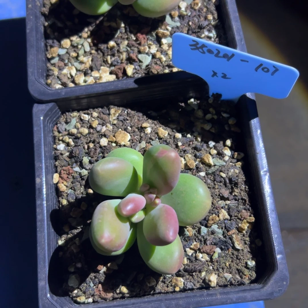 艾**?350201-107芒果2