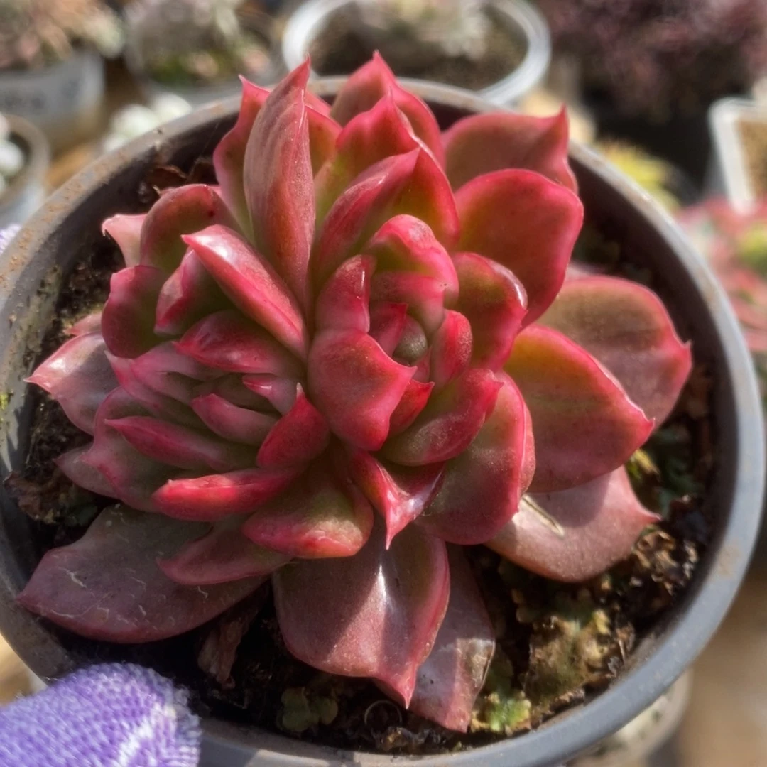 746红舞东云锦锦锦锦锦