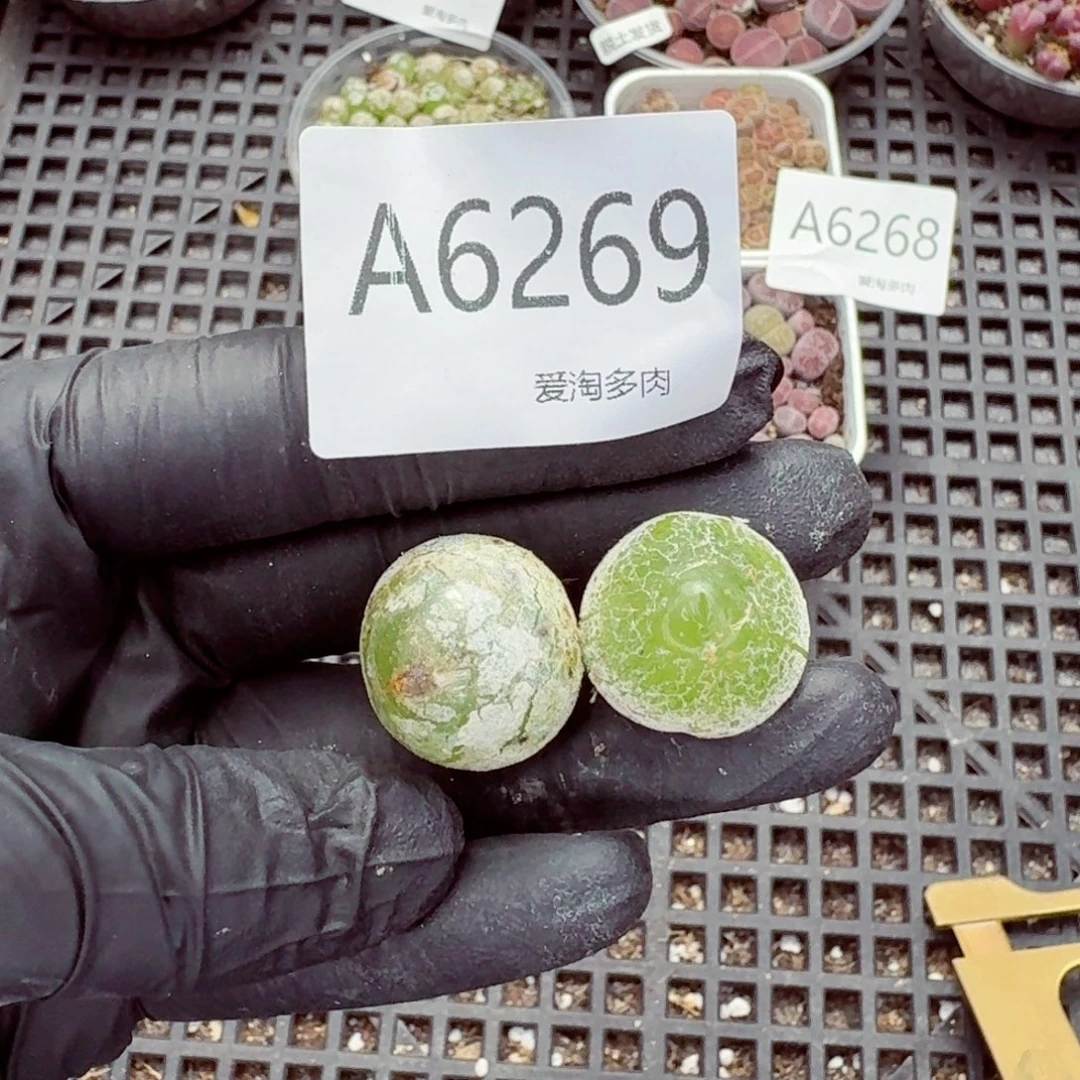6269—生石花 生石花