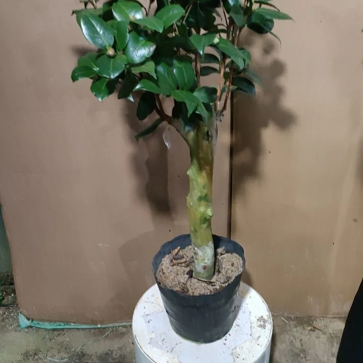 217三品，原盆原土发货，不包邮