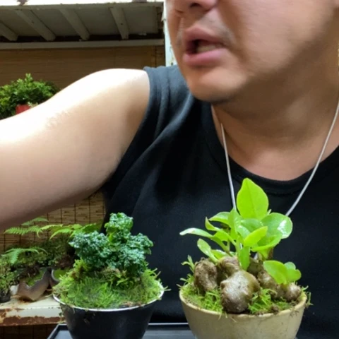 红陶一物一拍所见即所得26