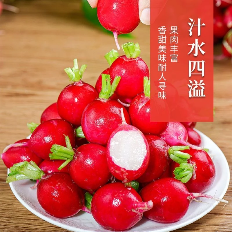 四季樱桃萝卜种子水果生吃红皮白肉小萝卜脆甜多汁新鲜蔬菜阳台lz