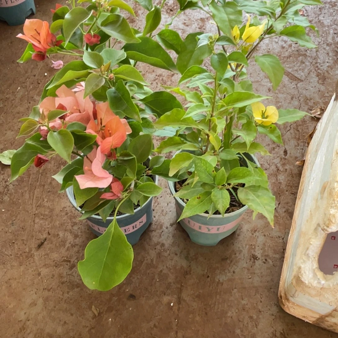 当前无花栽培后可以开花不甜+苏瓦娜